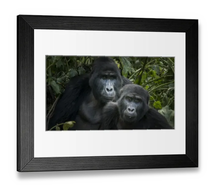 Framed Print : Mountain gorilla (Gorilla beringei beringei). Bwindi Impenetrable Forest. Uganda