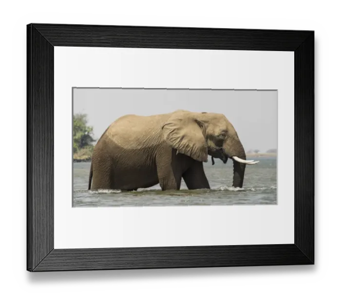 Framed Print : Africa, Zambia. Elephant in Zambezi River. Credit as: Bill Young / Jaynes Gallery / DanitaDelimont Framed Print : Africa, Zambia. Elephant in Zambezi River. Credit as: Bill Young / Jaynes Gallery / DanitaDelimont