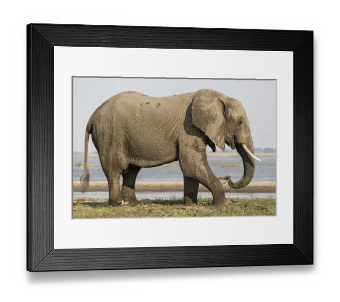 Framed Print : Africa, Zambia. Elephant next to Zambezi River Framed Print : Africa, Zambia. Elephant next to Zambezi River