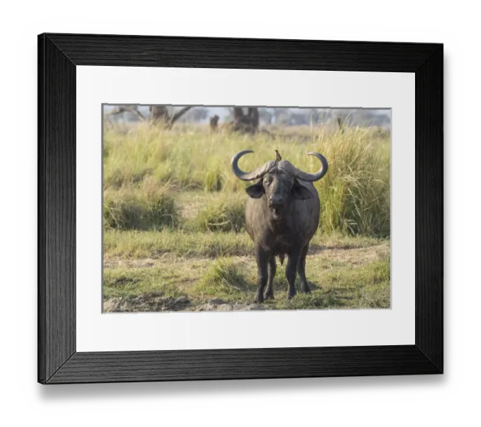 Framed Print : Africa, Zambia. Cape buffalo male close-up. Credit as: Bill Young / Jaynes Gallery / DanitaDelimont Framed Print : Africa, Zambia. Cape buffalo male close-up. Credit as: Bill Young / Jaynes Gallery / DanitaDelimont