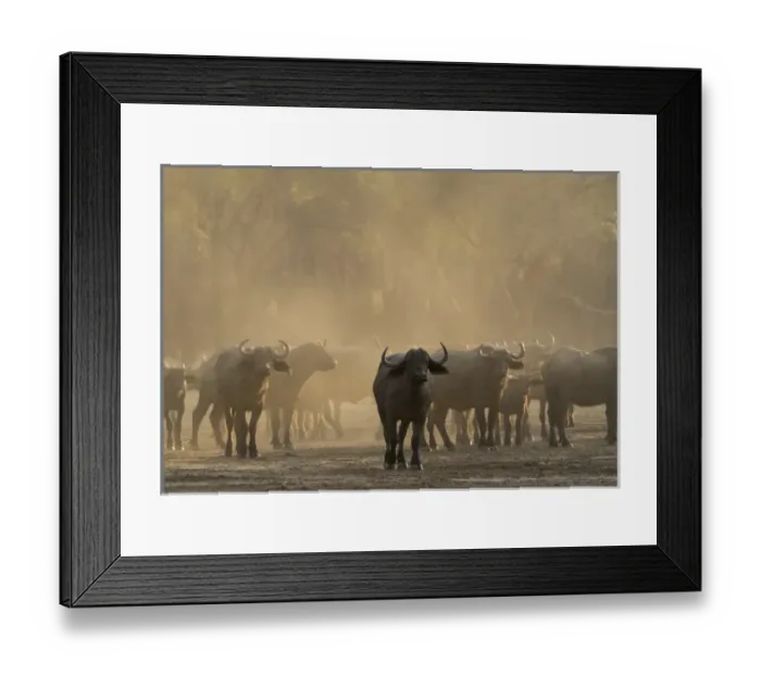 Framed Print : Africa, Zambia. Herd of Cape buffaloes. Credit as: Bill Young / Jaynes Gallery / DanitaDelimont Framed Print : Africa, Zambia. Herd of Cape buffaloes. Credit as: Bill Young / Jaynes Gallery / DanitaDelimont