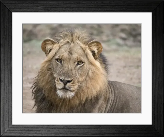 Framed Print : Africa, Zambia. Alert adult lion. Credit as: Bill Young / Jaynes Gallery / DanitaDelimont Framed Print : Africa, Zambia. Alert adult lion. Credit as: Bill Young / Jaynes Gallery / DanitaDelimont