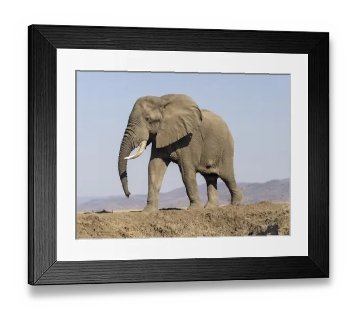Framed Print : Africa, Zambia. Elephant atop hill. Credit as: Bill Young / Jaynes Gallery / DanitaDelimont Framed Print : Africa, Zambia. Elephant atop hill. Credit as: Bill Young / Jaynes Gallery / DanitaDelimont