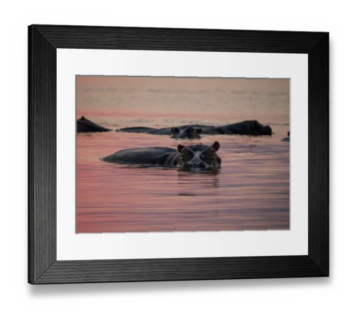 Framed Print : Africa, Zambia. Hippos in river at sunset. Credit as: Bill Young / Jaynes Gallery / DanitaDelimont Framed Print : Africa, Zambia. Hippos in river at sunset. Credit as: Bill Young / Jaynes Gallery / DanitaDelimont