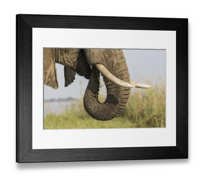 Framed Print : Africa, Zambia. Side view of elephant eating