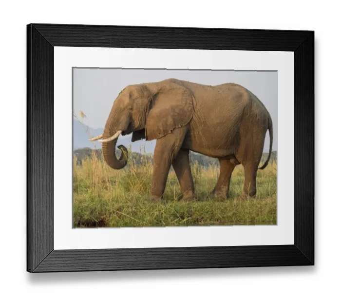 Framed Print : Africa, Zambia. Side view of elephant eating Framed Print : Africa, Zambia. Side view of elephant eating