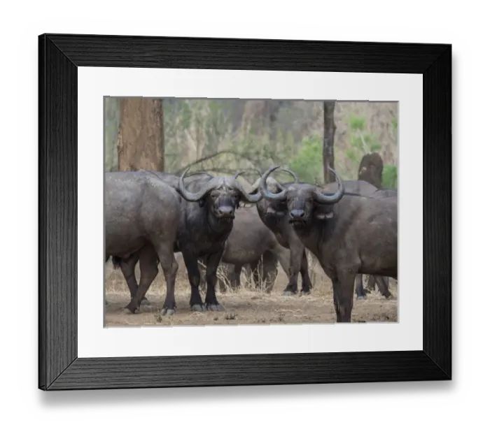 Framed Print : Africa, Zambia. Herd of Cape buffaloes. Credit as: Bill Young / Jaynes Gallery / DanitaDelimont Framed Print : Africa, Zambia. Herd of Cape buffaloes. Credit as: Bill Young / Jaynes Gallery / DanitaDelimont