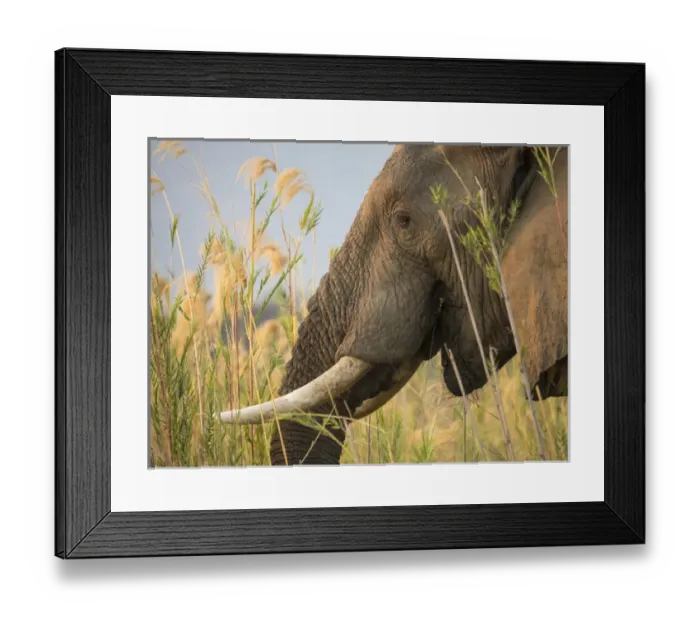 Framed Print : Africa, Zambia. Close-up of elephant eating Framed Print : Africa, Zambia. Close-up of elephant eating