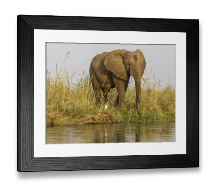 Framed Print : Africa, Zambia. Elephant next to Zambezi River Framed Print : Africa, Zambia. Elephant next to Zambezi River