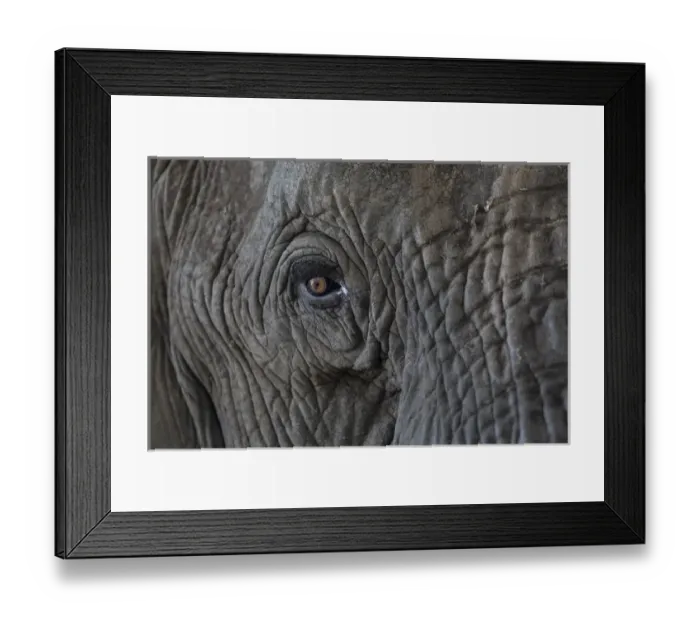 Framed Print : Africa, Zambia. Close-up of elephants eye Framed Print : Africa, Zambia. Close-up of elephants eye