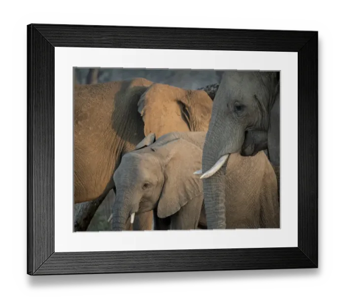 Framed Print : Africa, Zambia. Elephant adults and young. Credit as: Bill Young / Jaynes Gallery / DanitaDelimont Framed Print : Africa, Zambia. Elephant adults and young. Credit as: Bill Young / Jaynes Gallery / DanitaDelimont