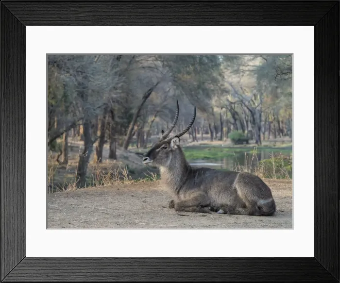 Framed Print : Africa, Zambia. Resting waterbuck. Credit as: Bill Young / Jaynes Gallery / DanitaDelimont Framed Print : Africa, Zambia. Resting waterbuck. Credit as: Bill Young / Jaynes Gallery / DanitaDelimont