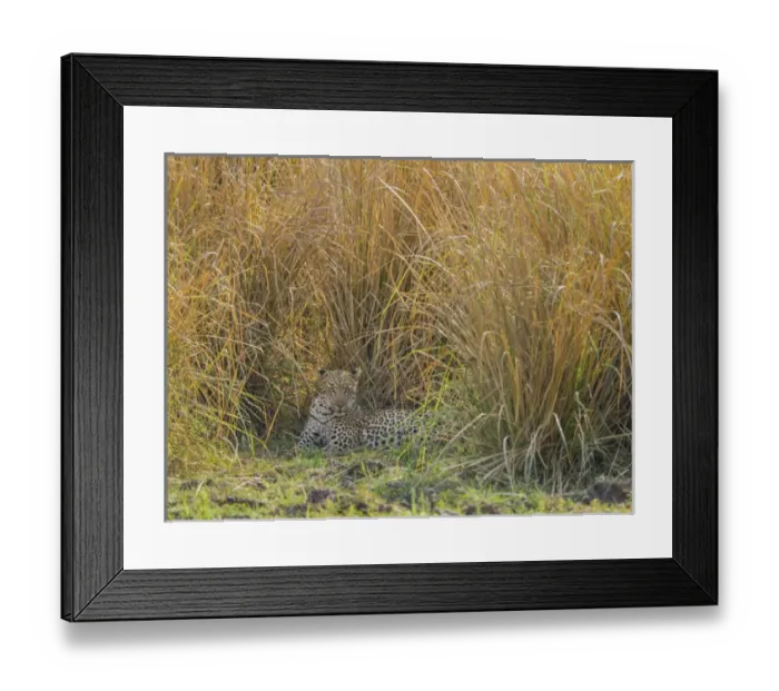 Framed Print : Africa, Zambia. Leopard resting in grass. Credit as: Bill Young / Jaynes Gallery / DanitaDelimont Framed Print : Africa, Zambia. Leopard resting in grass. Credit as: Bill Young / Jaynes Gallery / DanitaDelimont