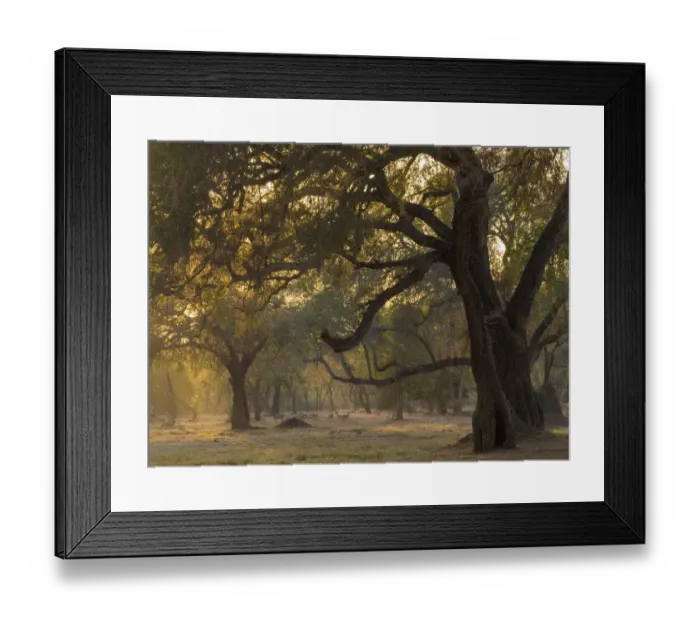 Framed Print : Africa, Zambia. Sunset on forest. Credit as: Bill Young / Jaynes Gallery / DanitaDelimont Framed Print : Africa, Zambia. Sunset on forest. Credit as: Bill Young / Jaynes Gallery / DanitaDelimont