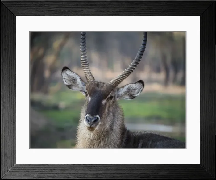 Framed Print : Africa, Zambia. Portrait of waterbuck. Credit as: Bill Young  /  Jaynes Gallery  /  DanitaDelimont