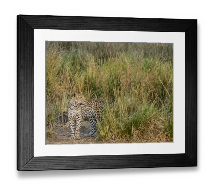 Framed Print : Africa, Zambia. Close-up of leopard standing in grass. ung / Jaynes Gallery / DanitaDelimont Framed Print : Africa, Zambia. Close-up of leopard standing in grass. ung / Jaynes Gallery / DanitaDelimont