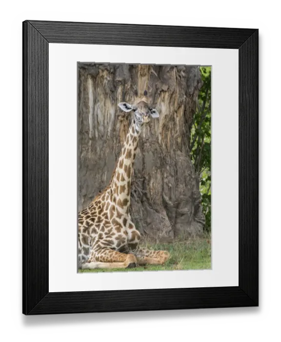 Framed Print : Africa, Zambia, South Luangwa National Park Framed Print : Africa, Zambia, South Luangwa National Park