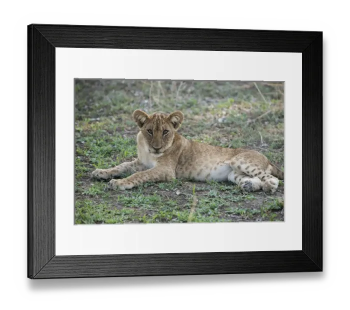 Framed Print : Africa, Zambia, South Luangwa National Park, Mfuwe. Lion cub (WILD: Panthera leo) Framed Print : Africa, Zambia, South Luangwa National Park, Mfuwe. Lion cub (WILD: Panthera leo)
