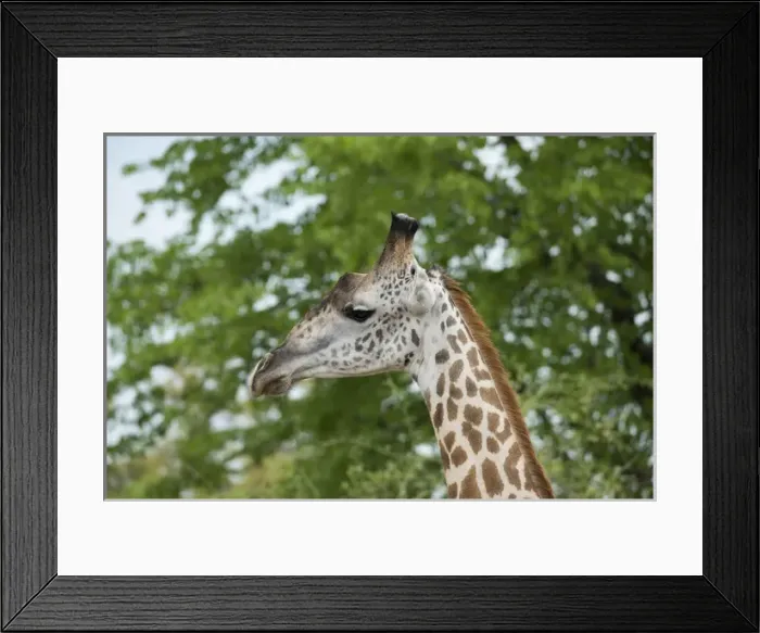 Framed Print : Africa, Zambia, South Luangwa National Park, during green season. Thornicrofts giraffe (Wild Framed Print : Africa, Zambia, South Luangwa National Park, during green season. Thornicrofts giraffe (Wild