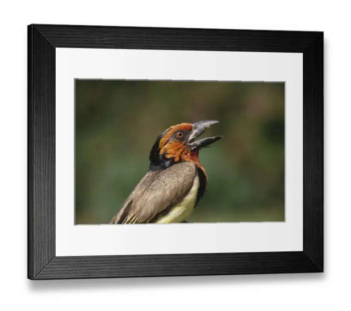 Framed Print : Africa, Zimbabwe. Close-up of black-collared barbet