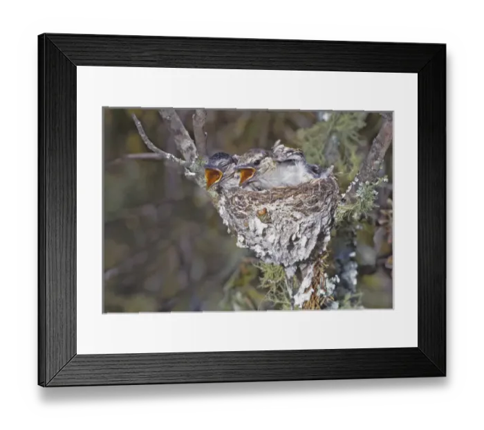 Framed Print : Africa, Zimbabwe. Puff-backed shrike chicks in nest