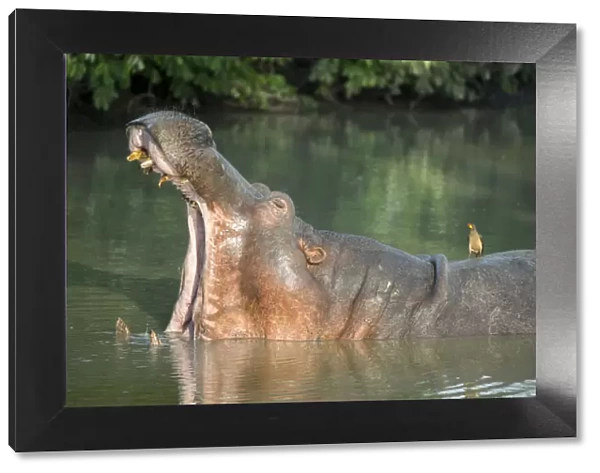Africa, Zambia, South Luangwa National Park. Hippopotamus in pool with mouth open (WILD