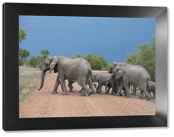 Africa, Zambia, South Luangwa National Park, Mfuwe. Herd of African elephants (WILD