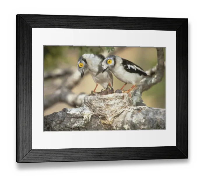 Framed Print : Africa, Zimbabwe. Two helmetshrike parents on nest with babies