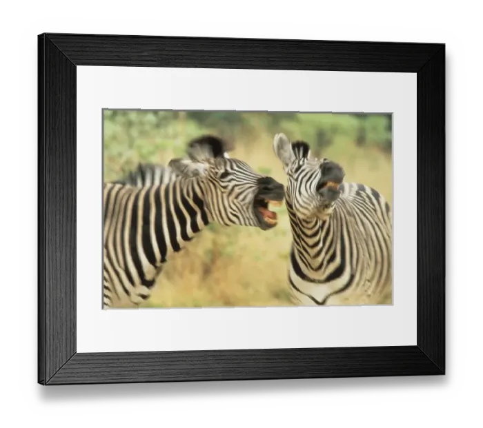 Framed Print : Africa, Zimbabwe. Two zebras in a dispute Framed Print : Africa, Zimbabwe. Two zebras in a dispute