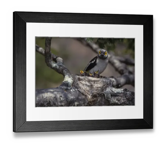 Framed Print : Africa, Zimbabwe. White helmutshrike on nest with chicks Framed Print : Africa, Zimbabwe. White helmutshrike on nest with chicks