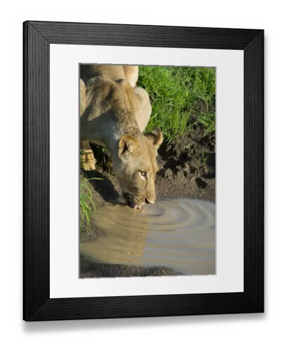 Framed Print : Africa, Zambia, South Luangwa National Park, Mfuwe Framed Print : Africa, Zambia, South Luangwa National Park, Mfuwe