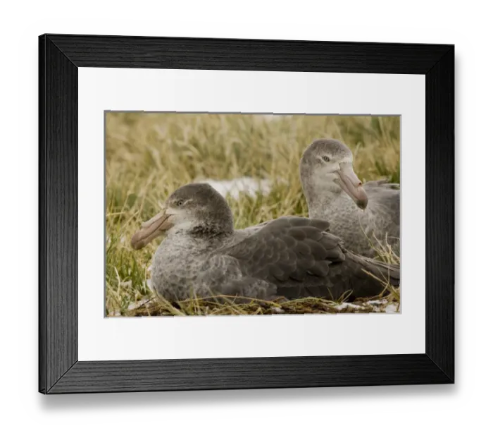 Framed Print : United Kingdom Territory, South Georgia Island. Close-up of two northern giant petrels in grass Framed Print : United Kingdom Territory, South Georgia Island. Close-up of two northern giant petrels in grass