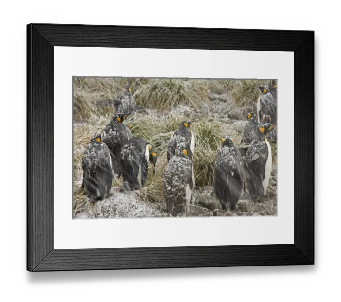 Framed Print : United Kingdom Territory, South Georgia Island, Salisbury Plain. King penguins in a snowstorm