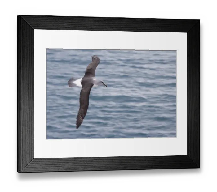 Framed Print : United Kingdom Territory, South Georgia Island. Gray-headed albatross glides over ocean Framed Print : United Kingdom Territory, South Georgia Island. Gray-headed albatross glides over ocean
