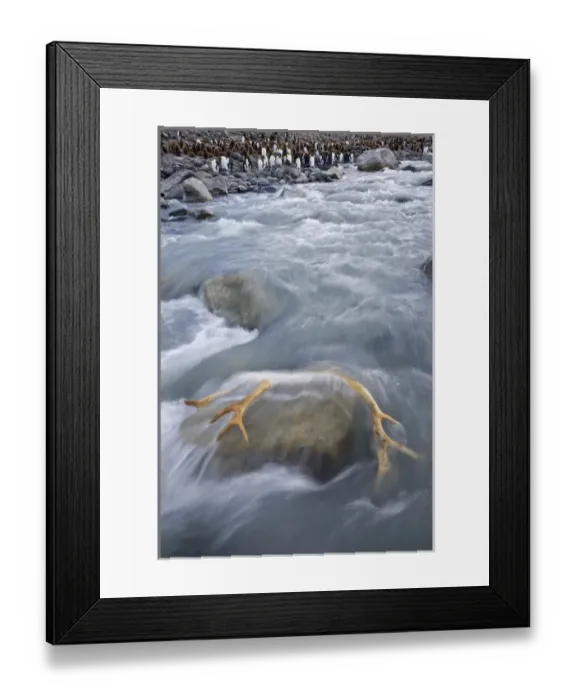 Framed Print : United Kingdom Territory, South Georgia Island, St
