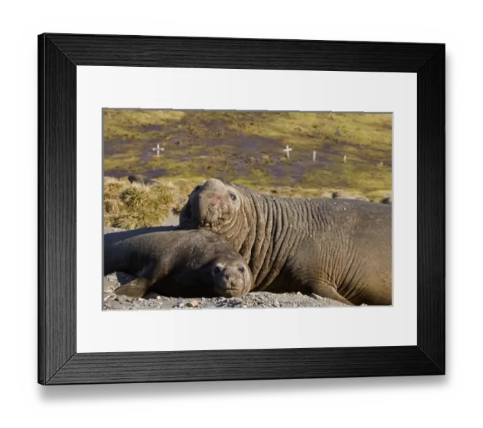 Framed Print : United Kingdom Territory, South Georgia Island. Bull elephant seal with harem female