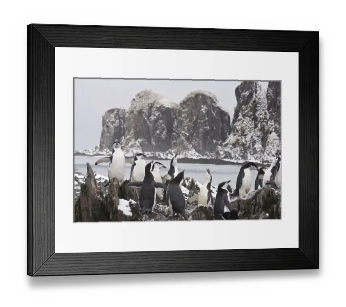 Framed Print : United Kingdom Territory, South Georgia Island, Cooper Bay. Chinstrap penguins on rocky ridge