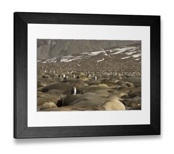 Framed Print : United Kingdom Territory, South Georgia Island, St Framed Print : United Kingdom Territory, South Georgia Island, St