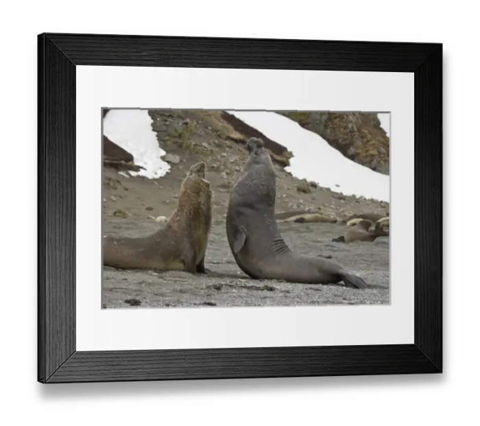 Framed Print : United Kingdom Territory, South Georgia Island. Two bull elephant seals fighting for dominance