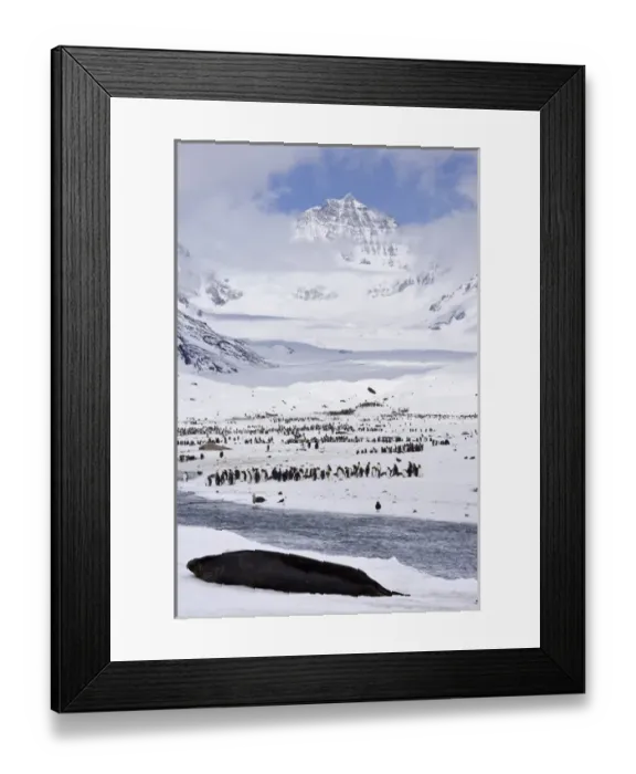 Framed Print : United Kingdom Territory, South Georgia Island, St Framed Print : United Kingdom Territory, South Georgia Island, St