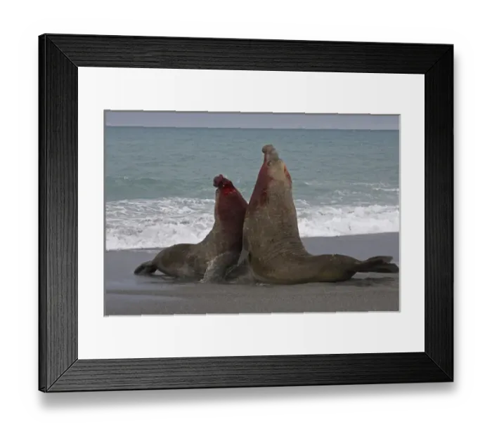 Framed Print : United Kingdom Territory, South Georgia Island Framed Print : United Kingdom Territory, South Georgia Island
