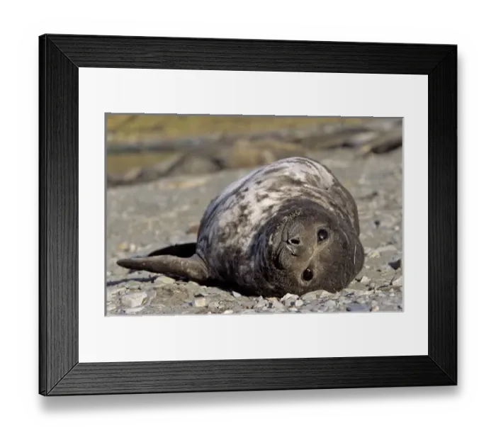Framed Print : Southern Elephant Seal (mirounga leonina) portrait of pub, Island of South Georgia Framed Print : Southern Elephant Seal (mirounga leonina) portrait of pub, Island of South Georgia
