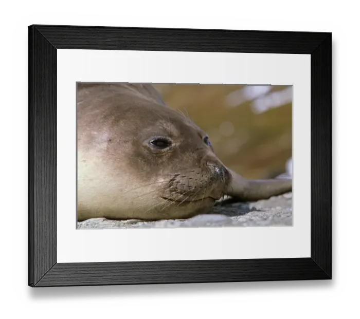 Framed Print : Southern Elephant Seal female (cow) (mirounga leonina) portrait during harem Framed Print : Southern Elephant Seal female (cow) (mirounga leonina) portrait during harem