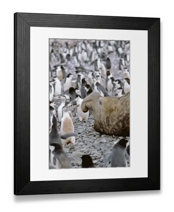 Framed Print : Southern Elephant Seal (mirounga leonina) big bull in colony of chinstrap penguins