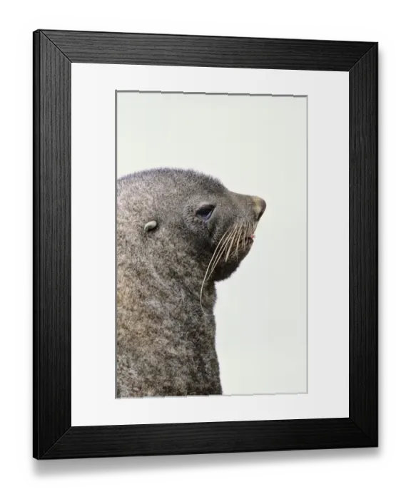 Framed Print : Kerguelen Fur Seal, Antarctic Fur Seal (Arctocephalus gazella) on the Island of South Georgia