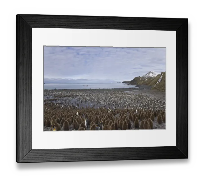 Framed Print : United Kingdom Territory, South Georgia Island, Right Whale Bay Framed Print : United Kingdom Territory, South Georgia Island, Right Whale Bay
