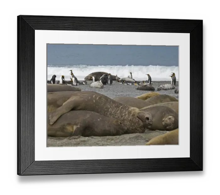 Framed Print : United Kingdom Territory, South Georgia Island, St