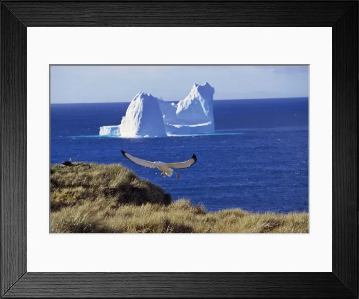 Framed Print : Wandering Albatross (Diomendea exulans) landing on their breeding island with iceberg in background Framed Print : Wandering Albatross (Diomendea exulans) landing on their breeding island with iceberg in background