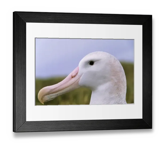 Framed Print : Wandering Albatross (Diomendea exulans) portrait, Island of South Georgia Framed Print : Wandering Albatross (Diomendea exulans) portrait, Island of South Georgia