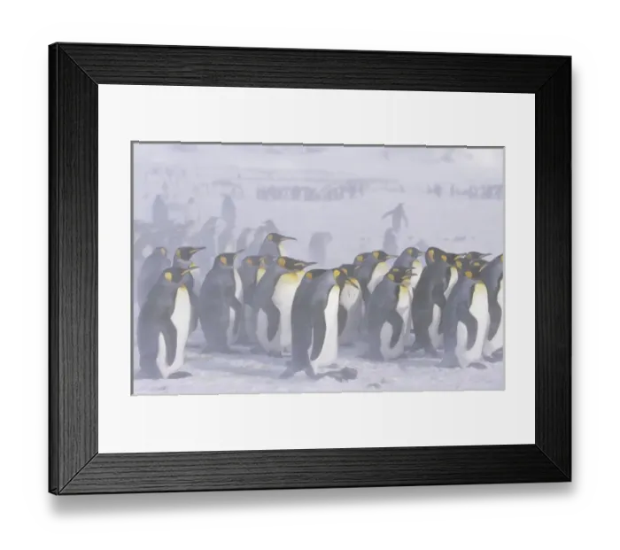 Framed Print : King Penguin (Aptenodytes patagonica) colony in snow during snowstrom, St. Andrews Bay Framed Print : King Penguin (Aptenodytes patagonica) colony in snow during snowstrom, St. Andrews Bay